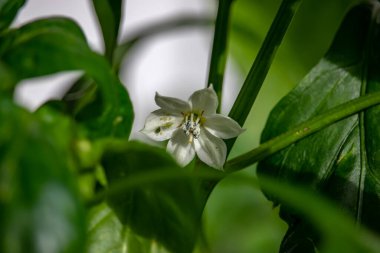 Parazitlerden etkilenen bir çiçek..