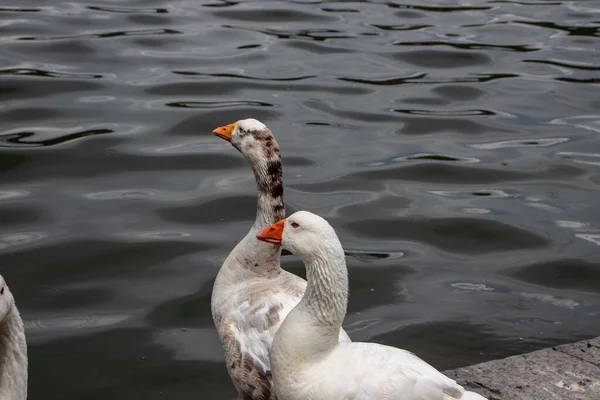 Am Ufer des Sees zeigt eine Gans ihren Schnabel — Stockfoto