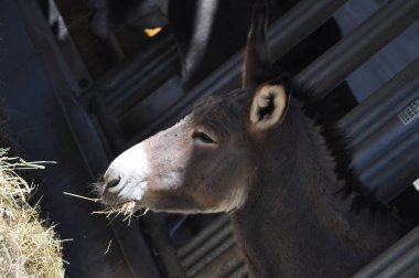 Bologna / İtalya - 24 Eylül 2019: iç tasarım Fico Eataly World. Fico, dünyanın en büyük lerinden biri olan tarım salağını ve gastronomiyi adamıştır.