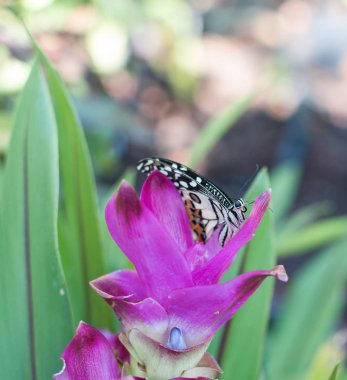 Bologna / İtalya - 24 Eylül 2019: iç tasarım Fico Eataly World. Fico, dünyanın en büyük lerinden biri olan tarım salağını ve gastronomiyi adamıştır.