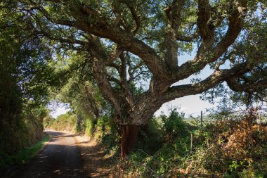 Akdeniz 'deki Tempo Pausania Sardunya' da hasattan sonra soyulmuş quercus Suber, mantar meşesi ya da quercus Suber