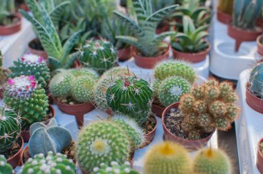 Çöl botanik bahçesi arka planında mini succulents kaktüsü. Çeşitli sulu sulardan oluşan tropik bir sera. Kaktüs sulu bitkilerin çeşitliliği
