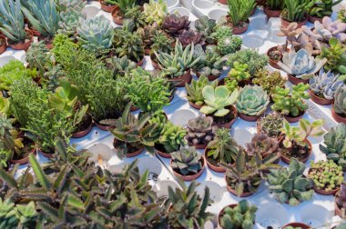 Çöl botanik bahçesi arka planında mini succulents kaktüsü. Çeşitli sulu sulardan oluşan tropik bir sera. Kaktüs sulu bitkilerin çeşitliliği