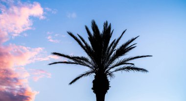 Hawaii 'deki güzel panoramik tropikal manzara Hindistan cevizi palmiye ağacı silueti ve gün batımında turuncu bulutlar. Yaz aylarında tropikal Karayip gezileri.