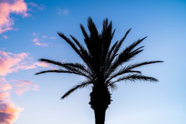 Hawaii 'de Hindistan cevizi palmiye ağacı silueti ve gün batımında turuncu bulutlarla güzel bir tropikal manzara. Yaz aylarında tropikal Karayip gezileri.