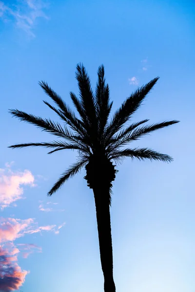 Beautiful Vertical Tropical Landscape Hawaii Coconut Palm Tree Silhouette Orange — Stock Photo, Image