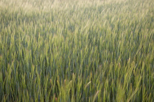 緑の小麦畑 非常に有機的な自然と農業の背景 生態系と健康的なライフスタイル — ストック写真
