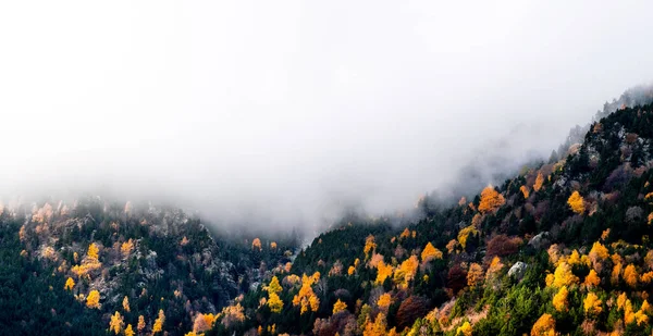 霧と美しい黄色 赤とオレンジの木とパノラマの秋の風景 — ストック写真