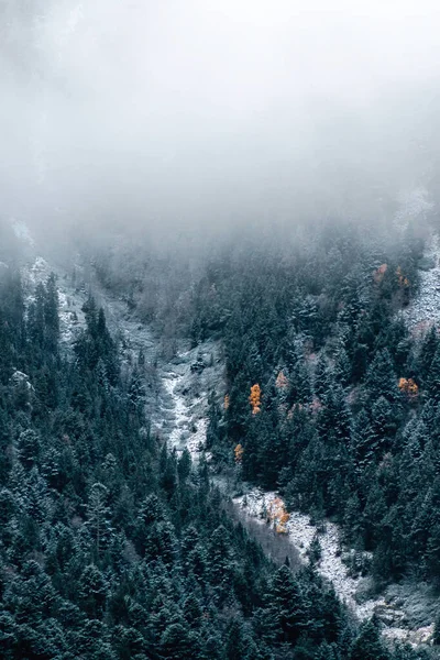 Winterlandschap Sparren Dennenbos Een Mistige Mistige Ochtend Koud Winter Concept — Stockfoto