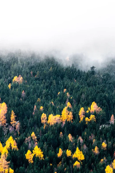 霧とオレンジの松や火のある秋の森は霧の朝に残します — ストック写真