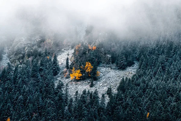 Őszi Vagy Téli Táj Magányos Narancs Vagy Sárga Lucfenyő Fenyőerdő — Stock Fotó