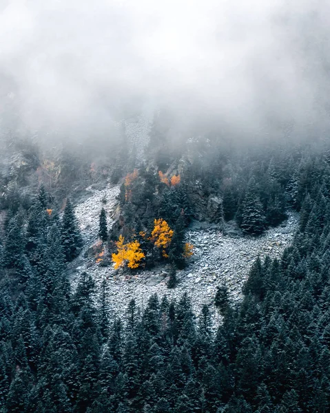 Őszi Vagy Téli Táj Magányos Narancs Vagy Sárga Lucfenyő Fenyőerdő — Stock Fotó