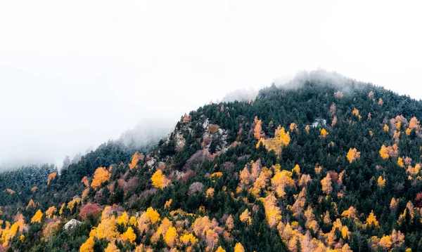 Jesienna Panorama Lasu Pomarańczowymi Żółtymi Czerwonymi Liśćmi Sosny Lub Jodły — Zdjęcie stockowe