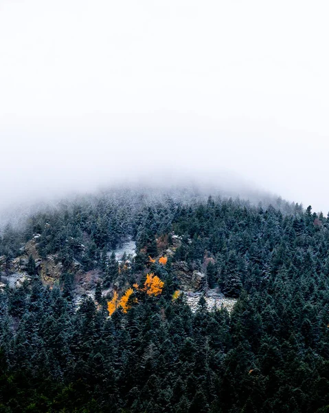 Bellissimo Paesaggio Rilassante Pini Abeti Con Nebbia Autunno Inverno — Foto Stock