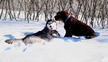 kar ve çikolata labrador