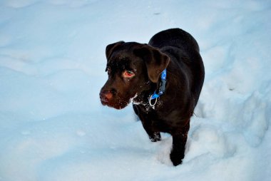 kar çikolata labrador