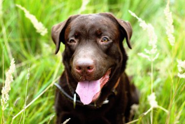 çim çikolata labrador