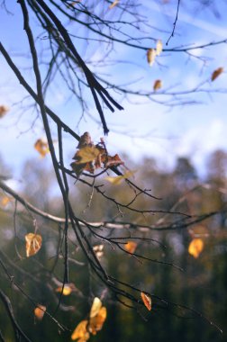 Sarı huş dalları üzerinde yaprakları