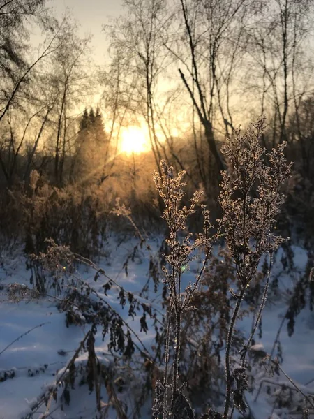 frozen grass at sunset