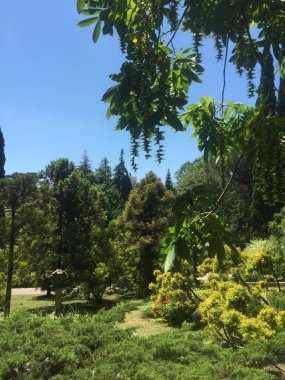 Soçi 'de Dendro Parkı