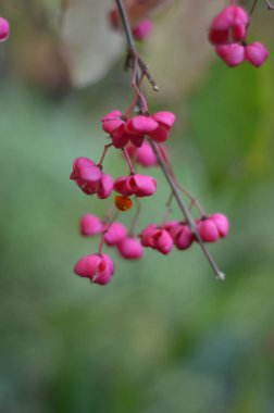beresklet gezisi. çiçekler ve çilek