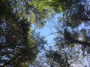 baş üzerinde ağaçlar