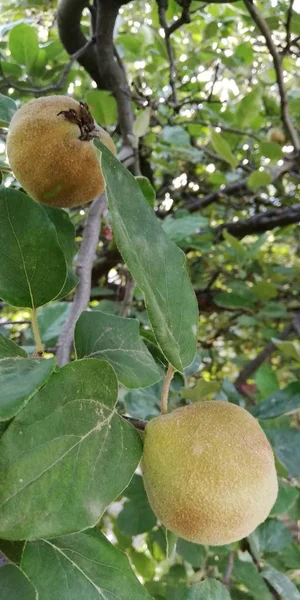 Large fruits of quince on the background of bright green leaves of a tree. Appetizing bright background. Healthy, natural nutrition. Harvest. Farming. Agriculture.