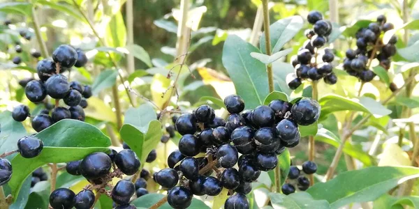 Bunches of black berries on bush with green leaves. Natural background. A symbol of harvest and abundance. Natural berries are good for your health.