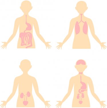 Sağlık. İnsan vücudunun şeması. Anatomik görüntü. Sindirim, r