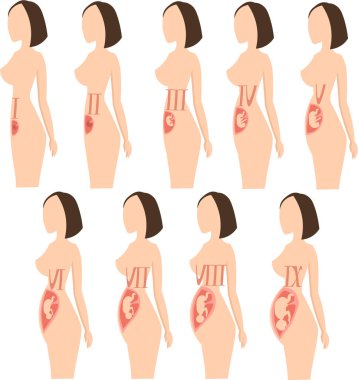 Geliştirmek ve priberennost ile fetal büyüme. Inf için İllüstrasyon