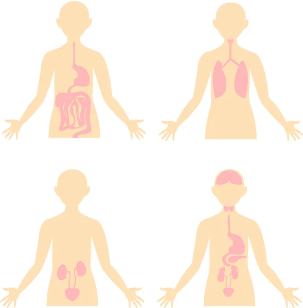 Hälsa. Systemet i människokroppen. Anatomisk bild. Mag, r — Stock vektor