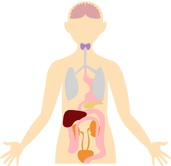 İnsan vücudunun organları. Anatomik görüntü. Sindirim, boşaltım — Stok Vektör