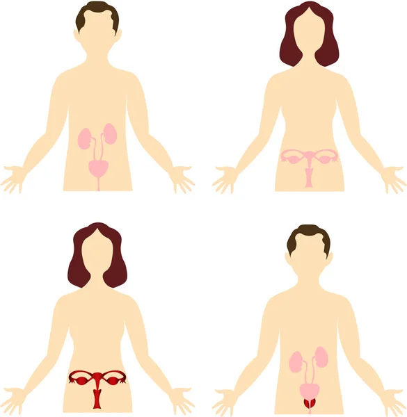 Gezondheid van vrouwen en mannen. Organen van het menselijk lichaam. Anatomisch i — Stockvector