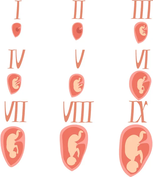 태아의 자궁 내 발달. 인포그라프용 일러스트레이션 — 스톡 벡터