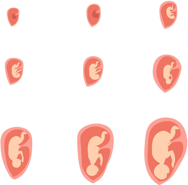 Intrauterine development of the fetus. Illustration for infograp