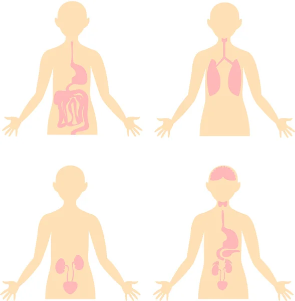 Health. Scheme of the human body. Anatomical image. Digestive, r — Stock Illustration Health. Scheme of the human body. Anatomical image. Digestive, r Stock Vector