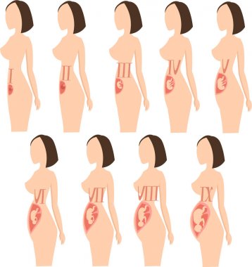 Priberennost ile geliştirmek ve fetal büyüme. 