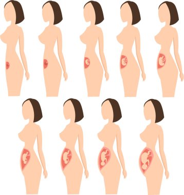 Alınan fetus büyüme ve gelişimi.
