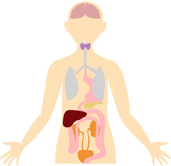 Organen van het menselijk lichaam. Anatomisch beeld. — Stockfoto