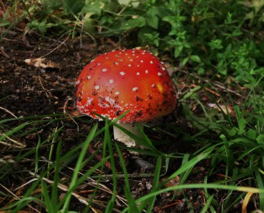 Çimenlerin içinde amanita. Mantar ormanı. Sonbahar atmosferi.