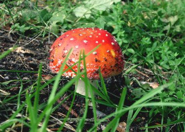 Çimenlerin içinde amanita. Mantar ormanı. Sonbahar atmosferi.