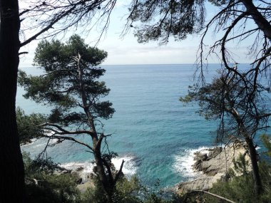 Deniz, kayalar ve ağaçlar. Yaz istirahati. Vahşi doğa.