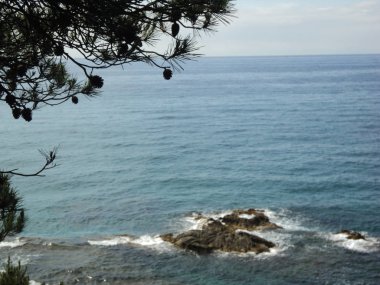 Denizin arka planında koniler olan kök narin ağacı. Yaz tatili