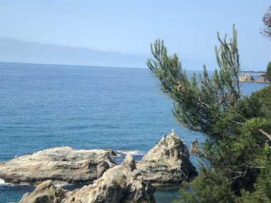 Deniz, kayalar ve ağaçlar. Yaz istirahati. Vahşi doğa.