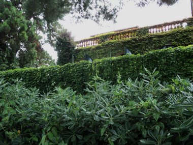 Yaz parkı. Yeşil bitkiler, çiçekler.