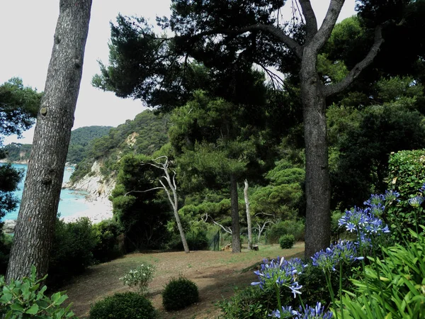 Wilde Natur. Blaue Blumen auf einem Waldhintergrund. das Meer in der — Stockfoto