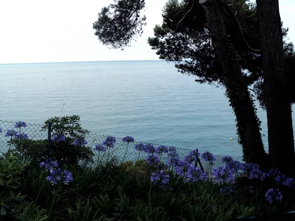 Naturaleza salvaje. Flores azules sobre un fondo forestal. El mar en el — Foto de Stock