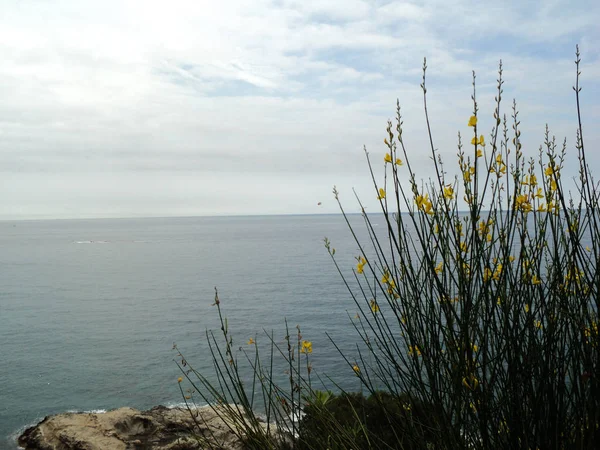 Wilde natuur. Gele bloemen op de rotsen. Zee, golven. — Stockfoto