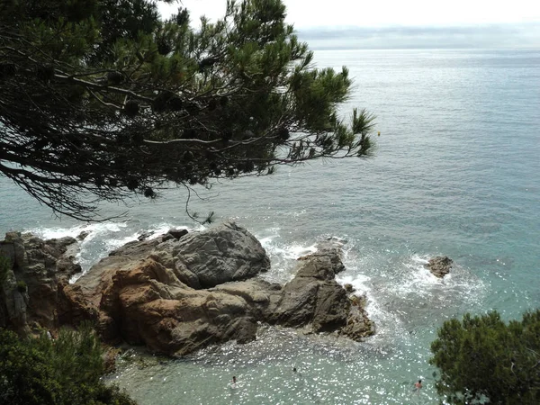 Sea, rocks and trees. Summer holidays, tourism. Wild nature. — Stock Photo, Image