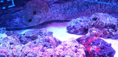 Deniz tabanında taş balık ve mercanlar. Deniz yaşamı.